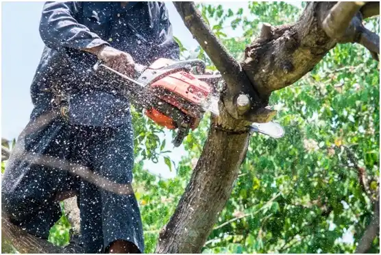 tree services East Tawakoni